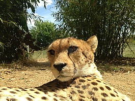 獵豹,動(dòng)物,捕食者