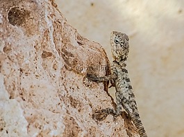stellagama stellio cypriaca,蜥蜴,流行