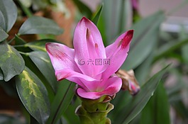 花,花姜黃,粉色