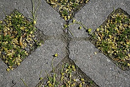 草,磚,蜱