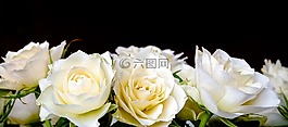 玫瑰,束玫瑰,花束