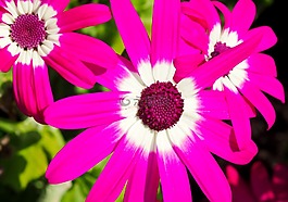 雛菊,花,廠