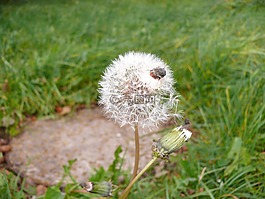 蒲公英,花,草地