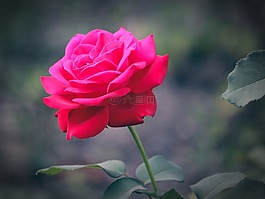 玫瑰,花卉,鮮花