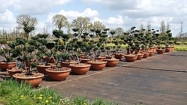 花園,廠,鮮花