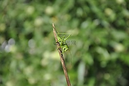 蚱蜢,昆蟲,綠色