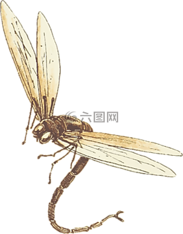 動(dòng)物,蜻蜓,昆蟲