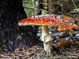 蘑菇,飛木耳,秋季