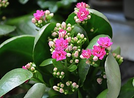 花,粉紅色的花朵,多汁