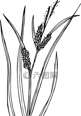 花,植物,野生