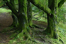 愛爾蘭,樹木,森林