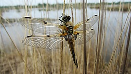 libelle,目睹,游覽