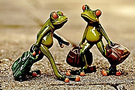 青蛙,年份,滑稽