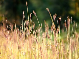草,中药,植物