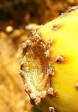 水果,仙人掌,仙人球仙人掌