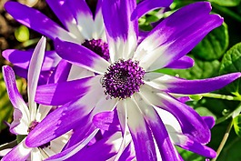 雛菊,花,廠