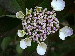 八仙花,芽,紫