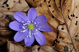 赫帕卡,森林花卉,春天
