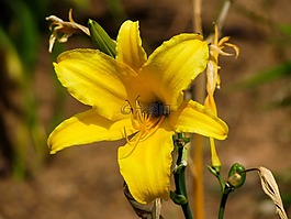 花卉,植物,花園