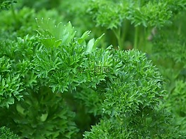 歐芹,調(diào)味品,沙拉