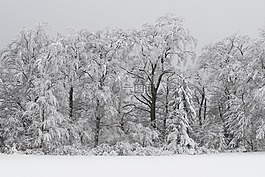 森林,寒冬,雪