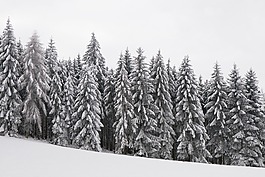 森林,寒冬,雪