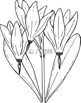 花,植物,野生