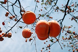 柿子,秋,果實