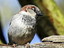 麻雀,斯珀林,鳴鳥