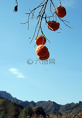 柿子,秋,果實