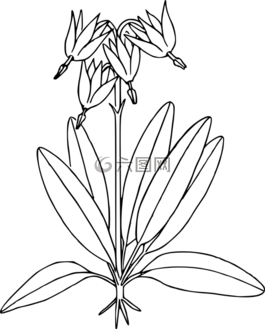 花,植物,野生