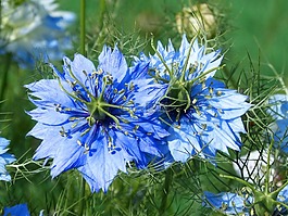 黑種草,藍花,藍星