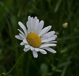 花,margherite植物,開花