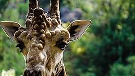 長頸鹿,自然,野生