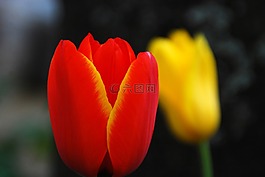 郁金香,花,自然