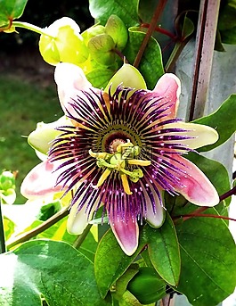 激情花,西番蓮,花