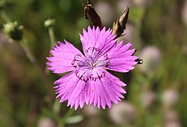 丁香,花卉,場