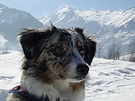 雪,冬天,冷