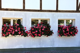 建設(shè),窗口,鮮花