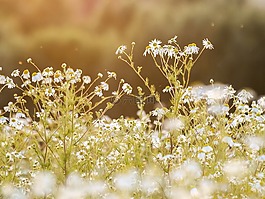洋甘菊,花,廠