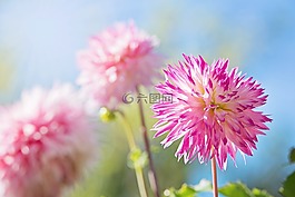 花,粉紅色,藍(lán)色