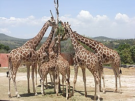 长颈鹿,africam野生动物园,动物