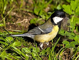 山雀,鳥,鳴鳥