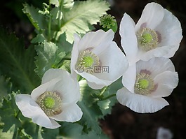 馬克,鮮花,花的領(lǐng)域