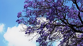 鲜花,jakaranda,紫色