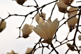 鮮花,玉蘭,春天的花朵