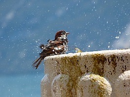 鳥,洗,噴泉