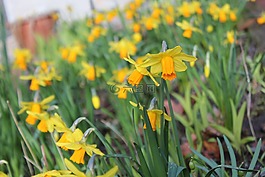 黃水仙,鮮花,花壇