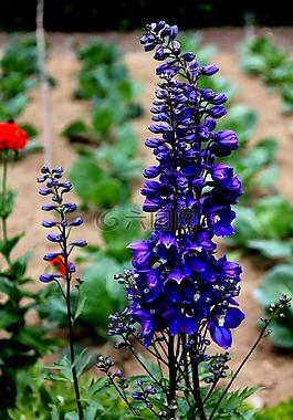 廠,花,開花
