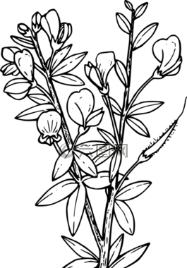 花,植物,野生